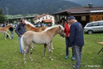 fohlenvorschau_2013-1