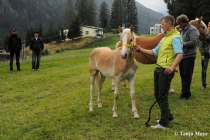 fohlenvorschau_2013-40