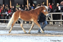 Sterndal-KatNr-19-5