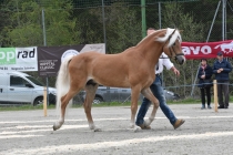 Jubiläumsausstellung HaflingerZV Wipptal-Stubai 2019 (12)