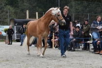 Jubiläumsausstellung HaflingerZV Wipptal-Stubai 2019 (13)