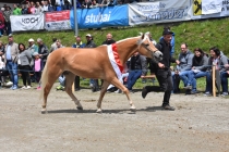 Jubiläumsausstellung HaflingerZV Wipptal-Stubai 2019 (15)