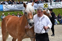 Jubiläumsausstellung HaflingerZV Wipptal-Stubai 2019 (16)