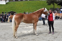 Jubiläumsausstellung HaflingerZV Wipptal-Stubai 2019 (19)