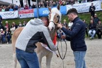 Jubiläumsausstellung HaflingerZV Wipptal-Stubai 2019 (21)