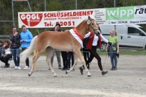 Jubiläumsausstellung HaflingerZV Wipptal-Stubai 2019 (22)