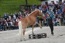 Jubiläumsausstellung HaflingerZV Wipptal-Stubai 2019 (25)