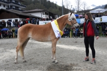 Jubiläumsausstellung HaflingerZV Wipptal-Stubai 2019 (29)