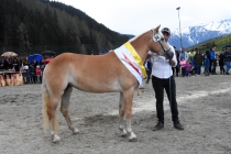 Jubiläumsausstellung HaflingerZV Wipptal-Stubai 2019 (30)