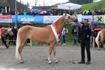 Jubiläumsausstellung HaflingerZV Wipptal-Stubai 2019 (32)