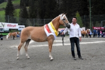 Jubiläumsausstellung HaflingerZV Wipptal-Stubai 2019 (34)