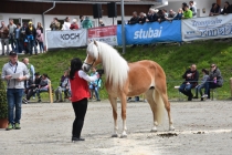 Jubiläumsausstellung HaflingerZV Wipptal-Stubai 2019 (7)