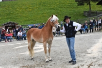 Jubiläumsausstellung HaflingerZV Wipptal-Stubai 2019 (8)