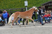 Jubiläumsausstellung HaflingerZV Wipptal-Stubai 2019 (9)