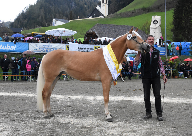 Jubiläumsausstellung HaflingerZV Wipptal-Stubai 2019 (33)