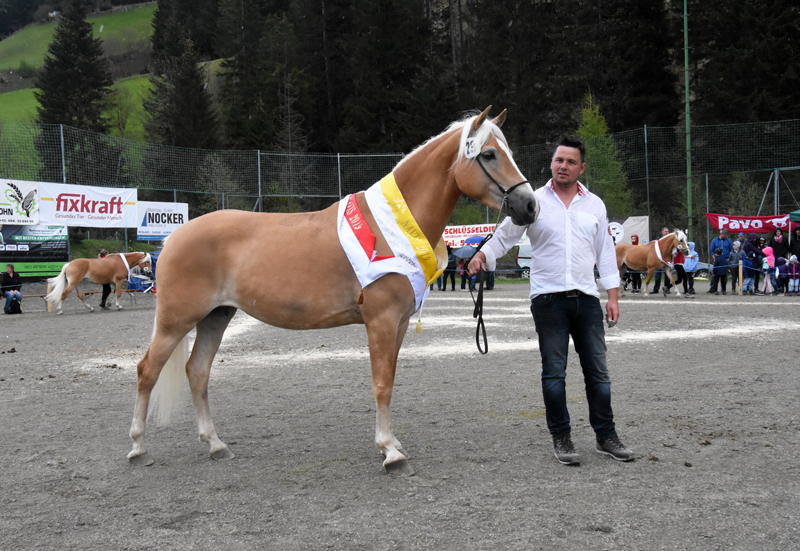 Jubiläumsausstellung HaflingerZV Wipptal-Stubai 2019 (34)